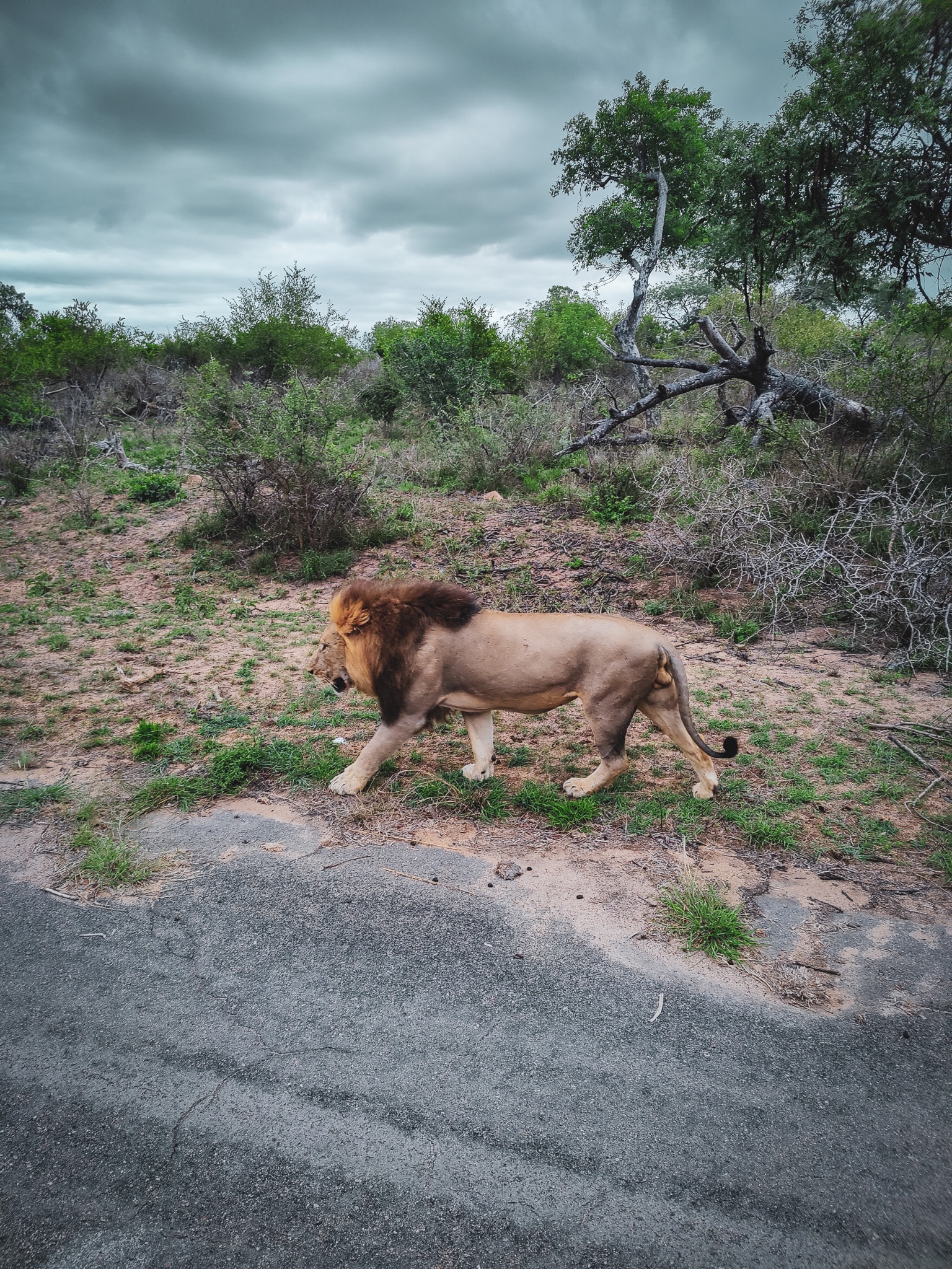 Een leeuw in het Kruger National Park