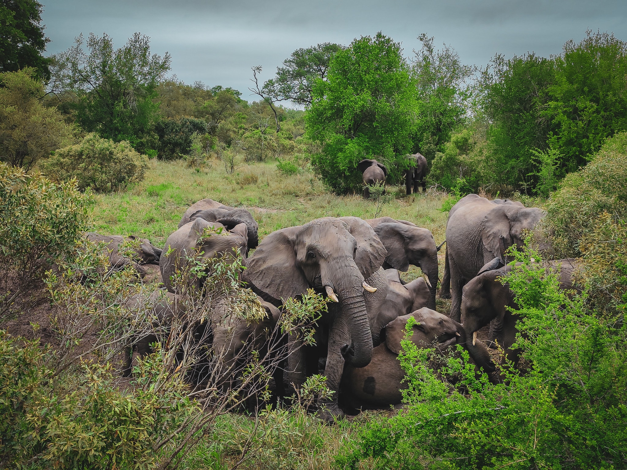 Olifanten in Kruger National Park